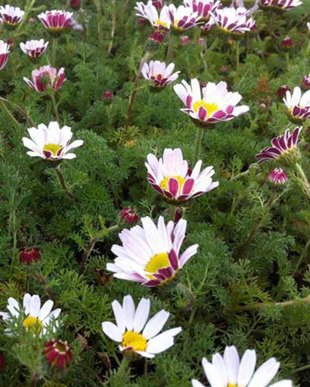 Marokkaanse kamille Depressus - Anacyclus pyrethrum var. depressus - Vaste planten