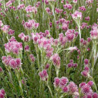 Rozenkransje - Antennaria dioica rubra - Tuinplanten