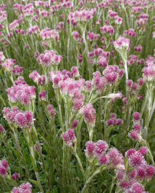 Rozenkransje - Antennaria dioica rubra - Tuinplanten