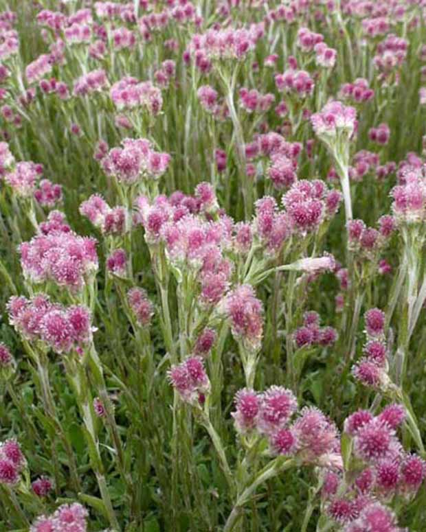 Rozenkransje - Antennaria dioica rubra - Vaste planten