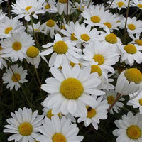 Rozenkransje Karpatenschnee - Anthemis carpatica karpatenschnee - Tuinplanten