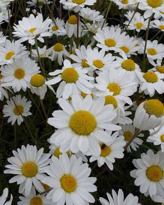 Rozenkransje Karpatenschnee - Anthemis carpatica karpatenschnee - Tuinplanten