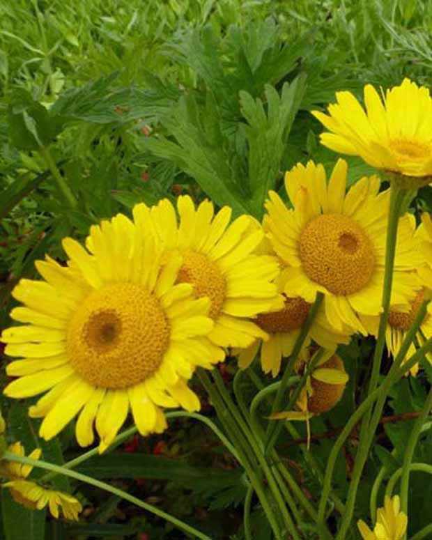 Rozenkransje Kelwayi - Anthemis x hybrida kelwayi - Vaste planten