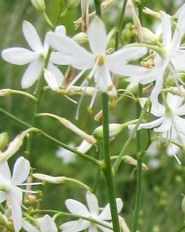 Graslelie - Anthericum ramosum - Tuinplanten