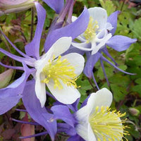 Akelei Mrs. M. Nicholls - Aquilegia mrs m. nicholls - Tuinplanten