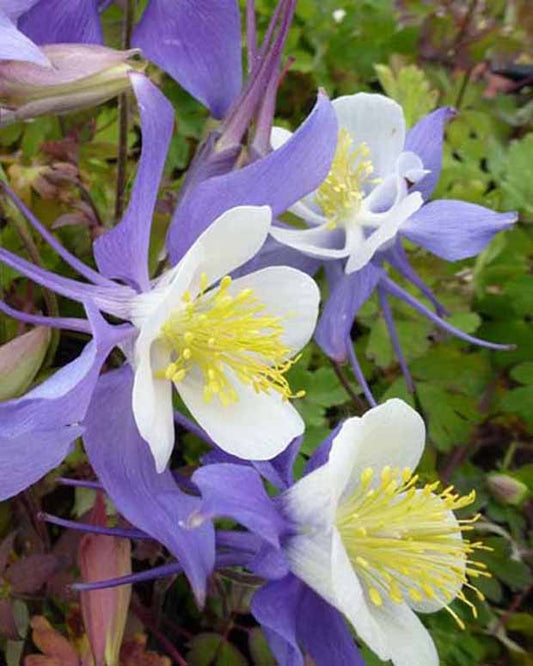 Akelei Mrs. M. Nicholls - Aquilegia mrs m. nicholls - Tuinplanten