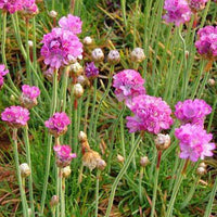 Engels gras Splendens Perfecta - Armeria maritima splendens perfecta - Tuinplanten