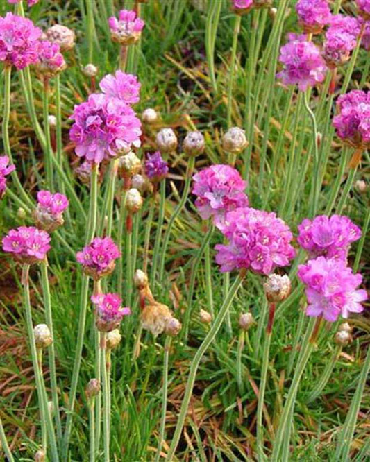 Engels gras Splendens Perfecta - Armeria maritima splendens perfecta - Tuinplanten