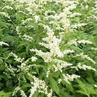 Alsem Elfenbein - Artemisia lactiflora elfenbein - Tuinplanten