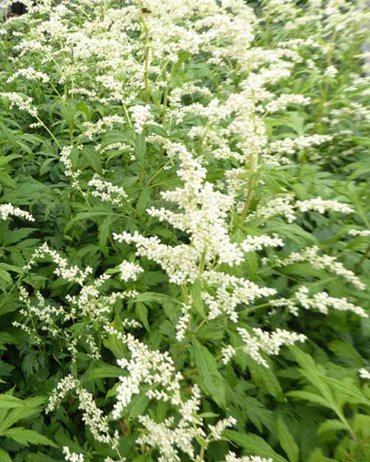 Alsem Elfenbein - Artemisia lactiflora elfenbein - Tuinplanten