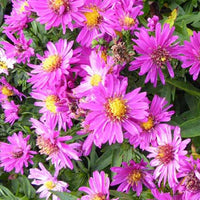 Aster Starlight - Aster novi-belgii starlight - Tuinplanten