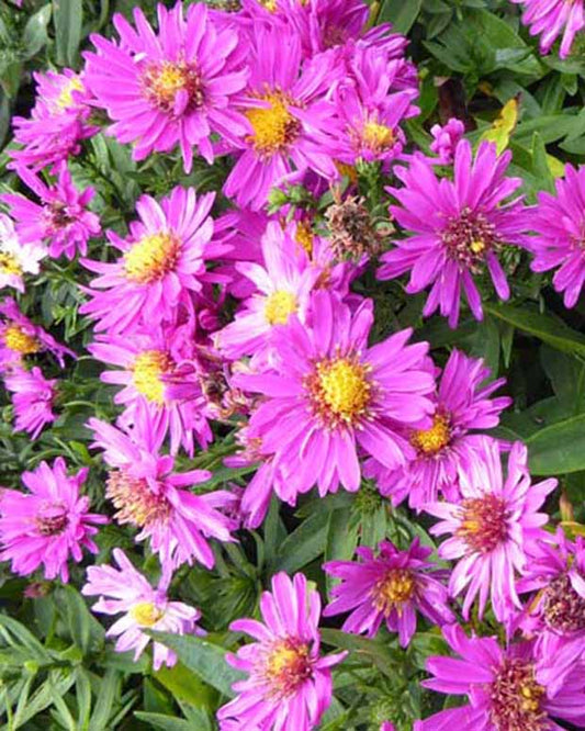 Aster Starlight - Aster novi-belgii starlight - Tuinplanten