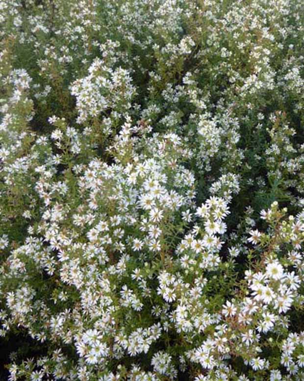 Aster Schneetanne - Aster ericoides schneetanne - Vaste planten