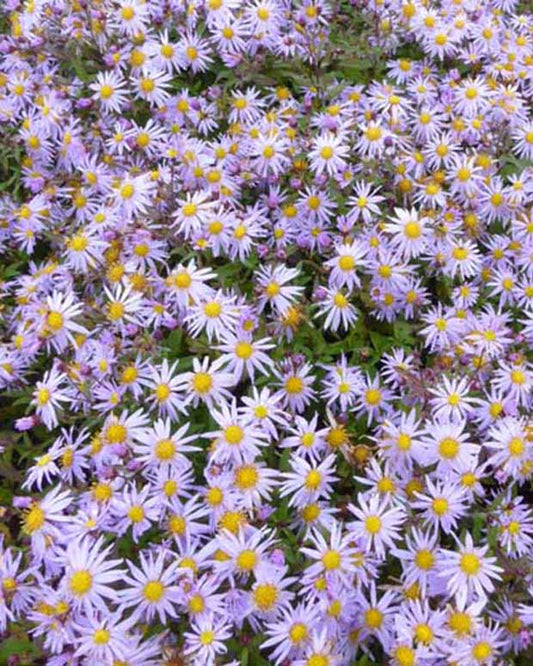 Aster Eleven Purple - Aster eleven purple - Tuinplanten