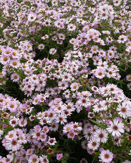 Aster Kylie - Aster kylie - Tuinplanten