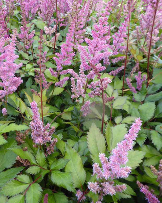 Pluimspirea Maggie Daley - Astilbe maggie daley - Tuinplanten