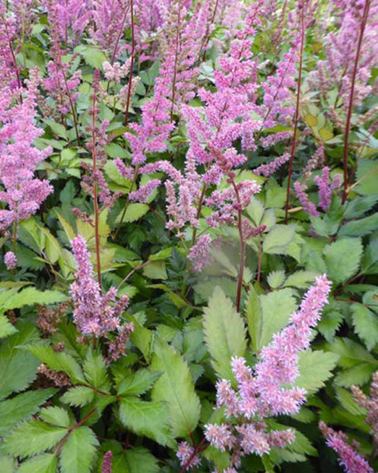 Pluimspirea Maggie Daley - Astilbe maggie daley - Tuinplanten