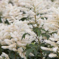 Pluimspirea Washington - Astilbe washington - Tuinplanten