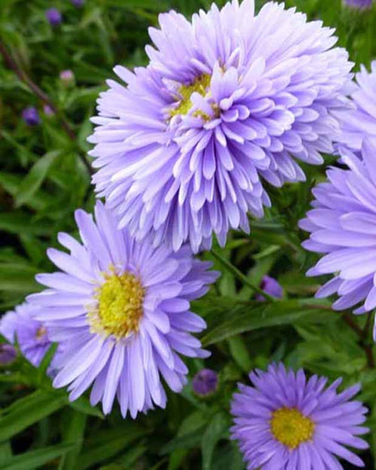 Aster Nouvelle-Belgique Marie Ballard - Aster novi-belgii marie ballard - Tuinplanten