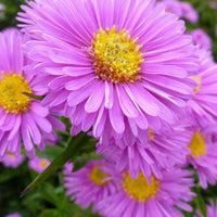 Aster Patricia Ballard - Aster novi-belgii patricia ballard - Tuinplanten