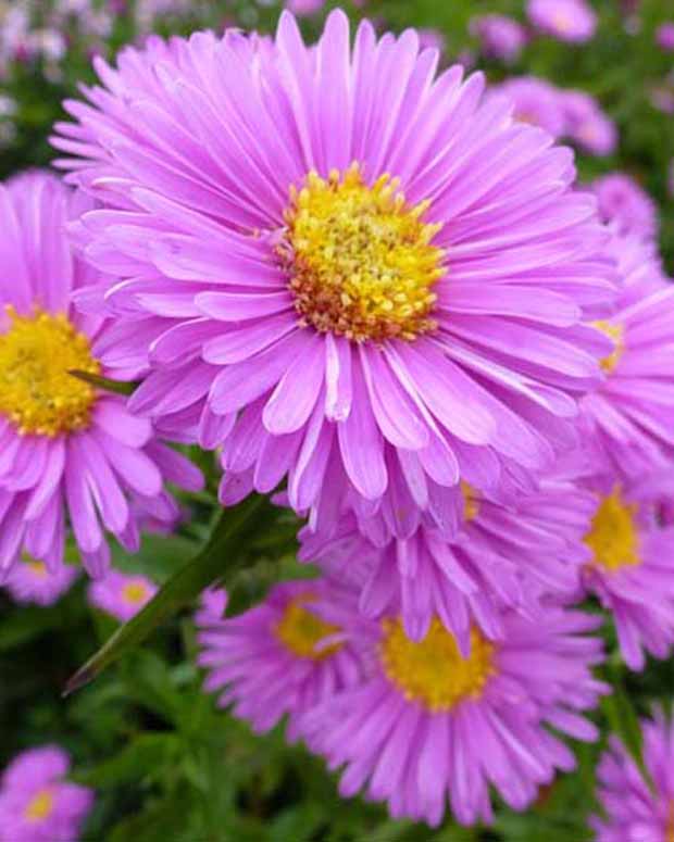 Aster Patricia Ballard - Aster novi-belgii patricia ballard - Vaste planten