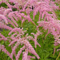 Pluimspirea Straussenfeder - Astilbe thunbergii straussenfeder - Tuinplanten