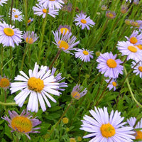 Aster Himalaya Wartburgstern - Aster tongolensis wartburgstern - Tuinplanten