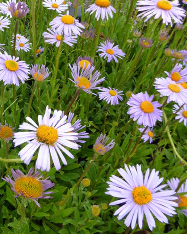 Aster Himalaya Wartburgstern - Aster tongolensis wartburgstern - Tuinplanten