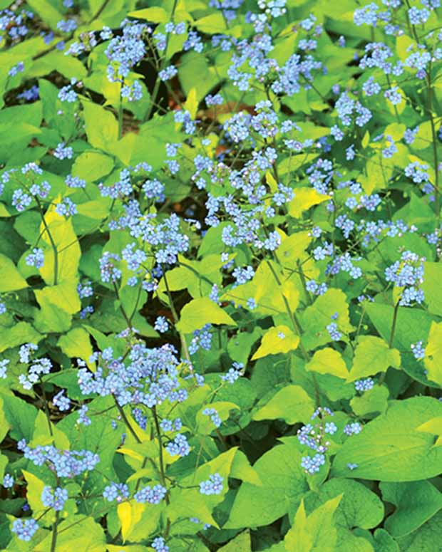 Kaukasische vergeet-mij-niet Dianes Gold - Brunnera macrophylla dianes gold - Vaste planten