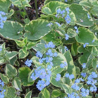 Kaukasische vergeet-mij-niet Hadspen cream - Brunnera macrophylla hadspen cream - Tuinplanten