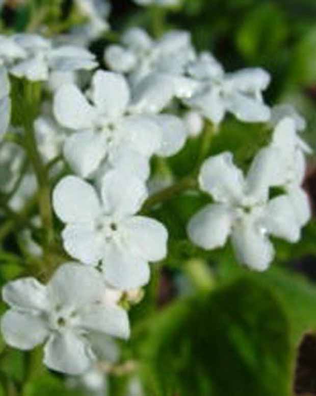 Kaukasische vergeet-mij-niet Marley's White - Brunnera macrophylla marleys white - Vaste planten