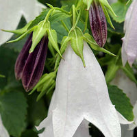 Klokjesbloem Iridescent Bells - Campanula iribella iridescent bells - Tuinplanten
