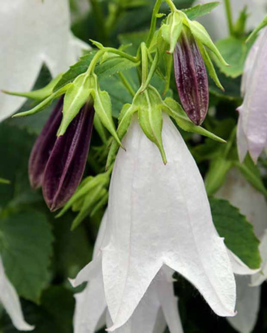 Klokjesbloem Iridescent Bells - Campanula iribella iridescent bells - Tuinplanten