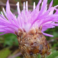 Korenbloem - Centaurea jacea - Tuinplanten