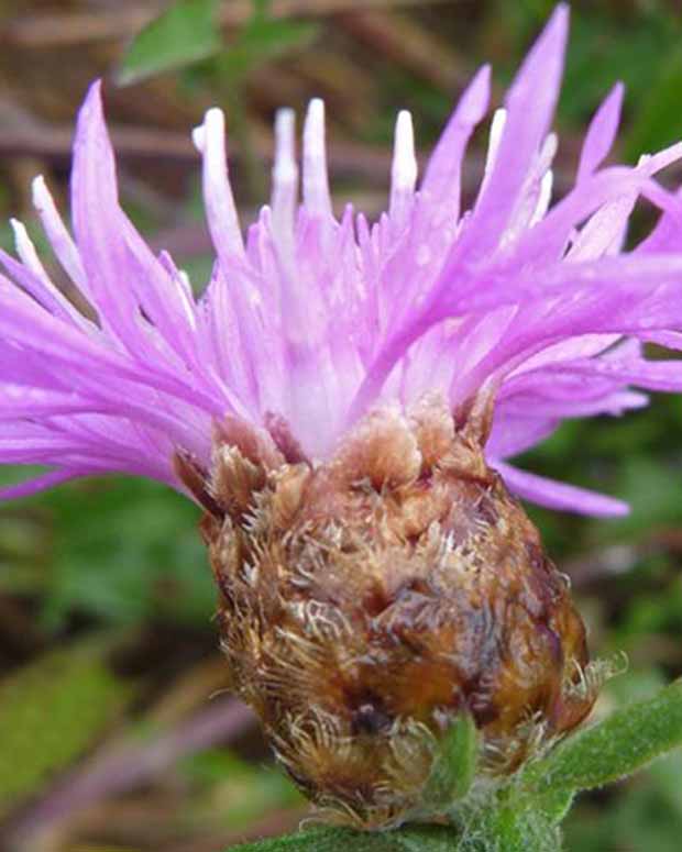 Korenbloem - Centaurea jacea - Vaste planten