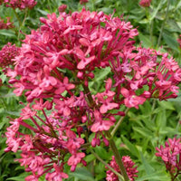 Slangebaard Rosenrot - Centranthus ruber rosenrot - Tuinplanten