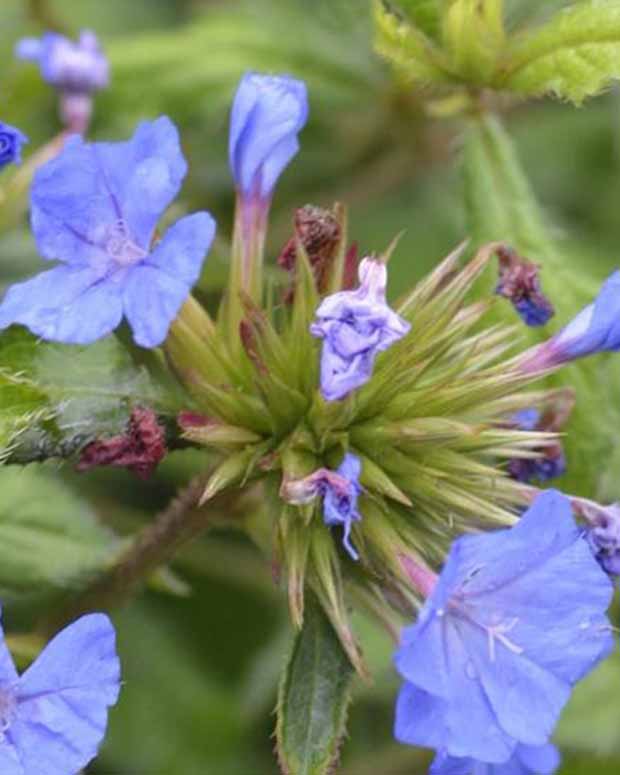 Loodkruid Forest - Ceratostigma willmottianum lice forest blue - Vaste planten