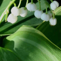 Meiklokje Hofheim - Convallaria majalis hofheim - Tuinplanten