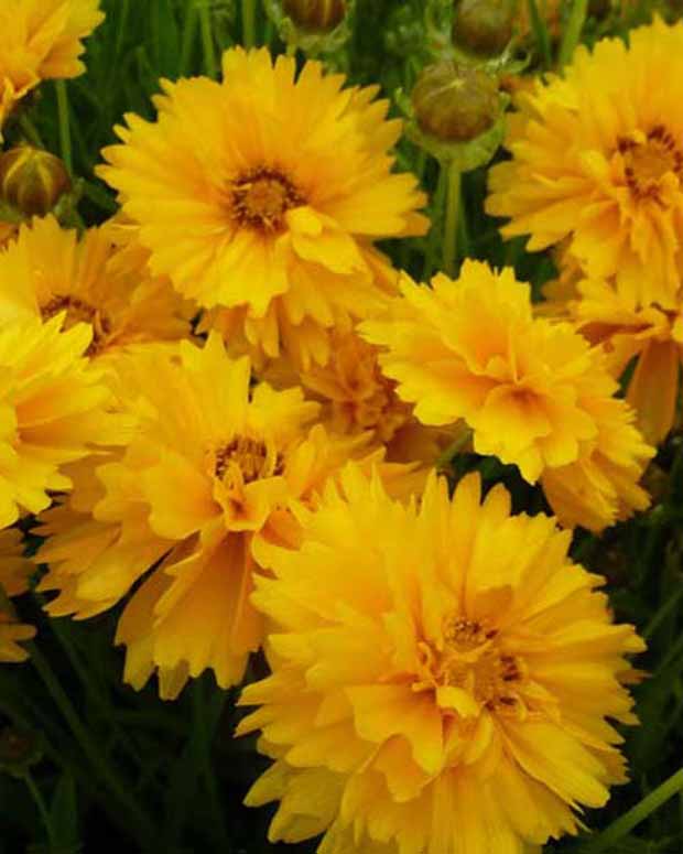 Meisjesogen Sunray - Coreopsis grandiflora sunray - Vaste planten