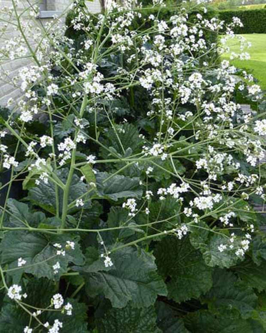 Zeekool - Crambe cordifolia - Tuinplanten