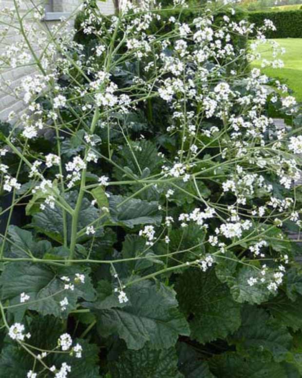 Zeekool - Crambe cordifolia - Vaste planten