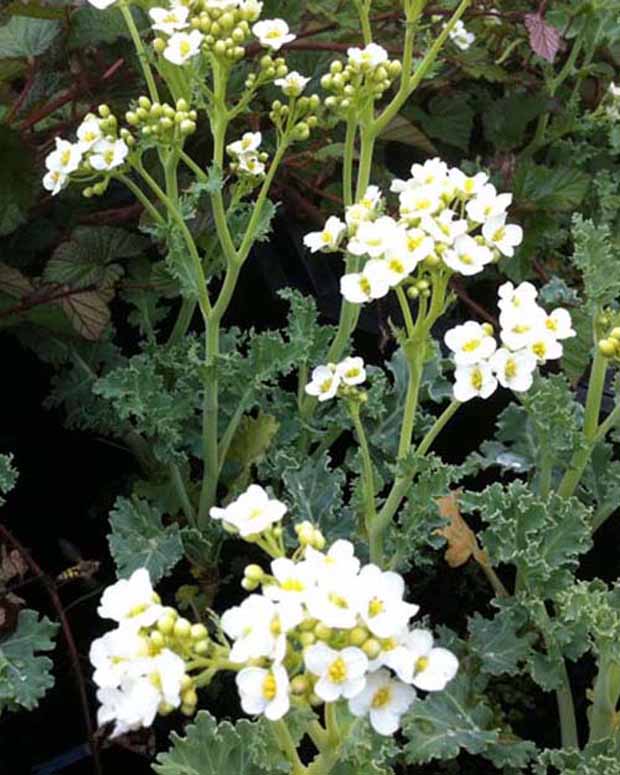 Zeekool - Crambe maritima - Vaste planten