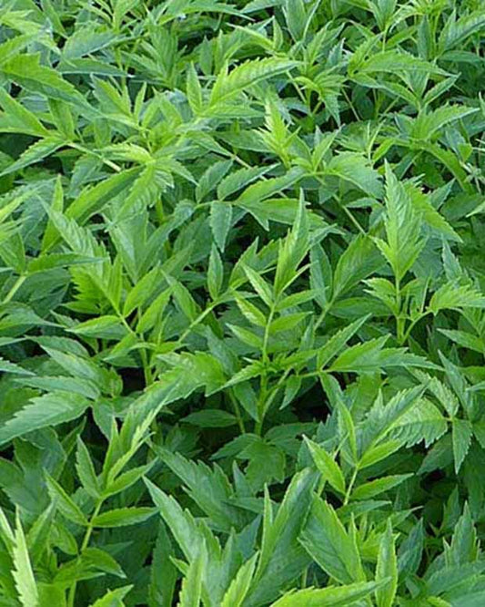 Valse hennep - Datisca cannabina - Tuinplanten