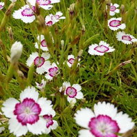 Anjer Arctic Fire - Dianthus deltoides arctic fire - Tuinplanten