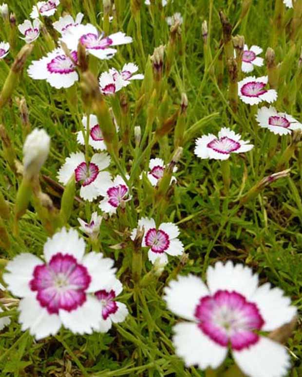 Anjer Arctic Fire - Dianthus deltoides arctic fire - Tuinplanten