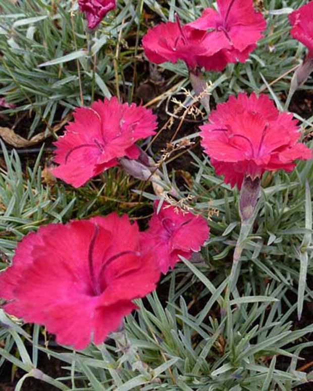 Anjer Badenia - Dianthus gratianopolitanus badenia - Tuinplanten