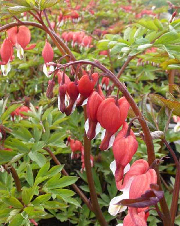 Gebroken hartje - Dicentra spectabilis hordival valentine - Tuinplanten