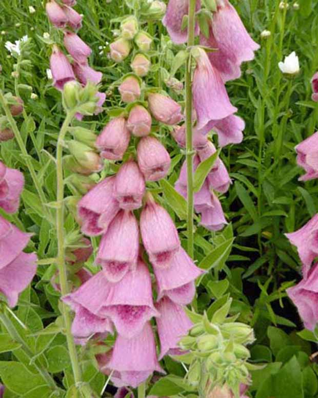 Vingerhoedskruids Mertonensis - Digitalis mertonensis - Vaste planten