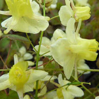 Haarbladige elfenbloem - Epimedium pinnatum subsp. colchicum - Tuinplanten