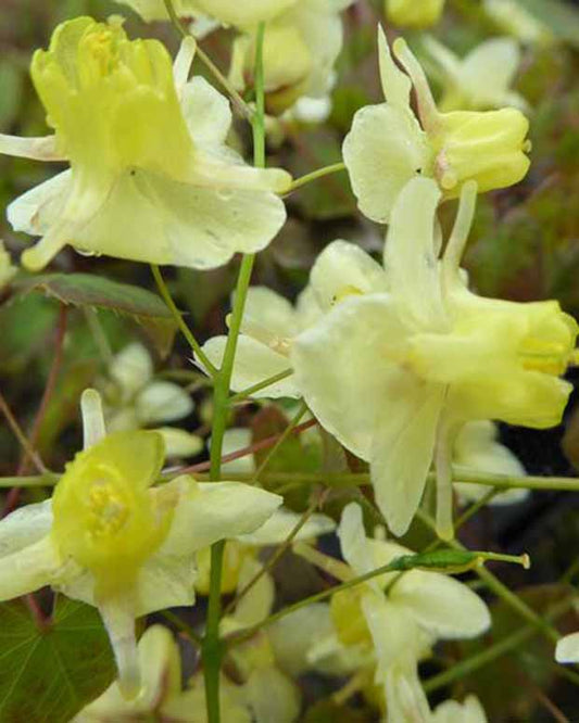 Haarbladige elfenbloem - Epimedium pinnatum subsp. colchicum - Tuinplanten